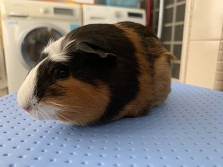 Kayden &amp; Yumi - Guinea Pig Small & Furry