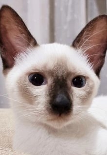 Muffin - Siamese Cat