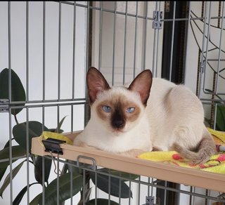 Muffin - Siamese Cat