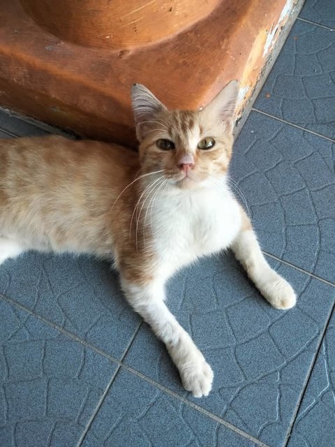 Orange - Domestic Short Hair Cat