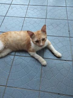 Orange - Domestic Short Hair Cat