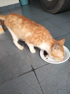 Orange - Domestic Short Hair Cat