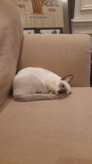 Muffin - Siamese Cat