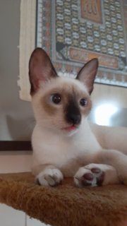 Muffin - Siamese Cat
