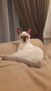 Muffin - Siamese Cat