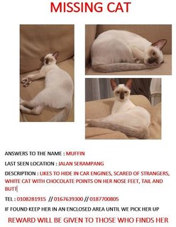Muffin - Siamese Cat