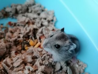 Nutella - Roborovsky's Hamster Hamster