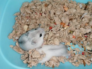 Cotton &amp; Coconut - Roborovsky's Hamster Hamster