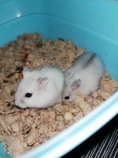 Cotton &amp; Coconut - Roborovsky's Hamster Hamster