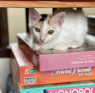 Vivien Leigh - Domestic Short Hair Cat