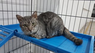 Dora - Domestic Short Hair Cat