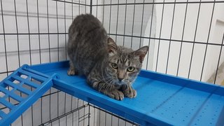 Dora - Domestic Short Hair Cat