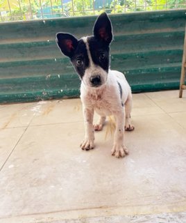 Bat Girl - Australian Cattle Dog/Blue Heeler Mix Dog