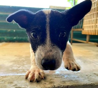 Bat Girl - Australian Cattle Dog/Blue Heeler Mix Dog