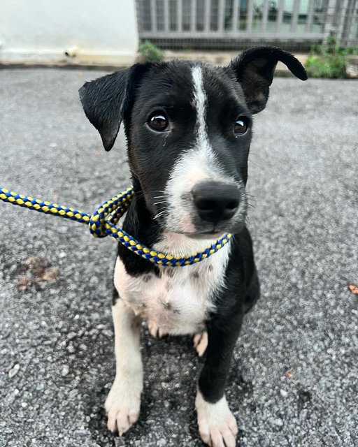 Andy - Mixed Breed Dog