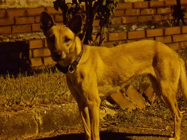 Doggo - Mixed Breed Dog