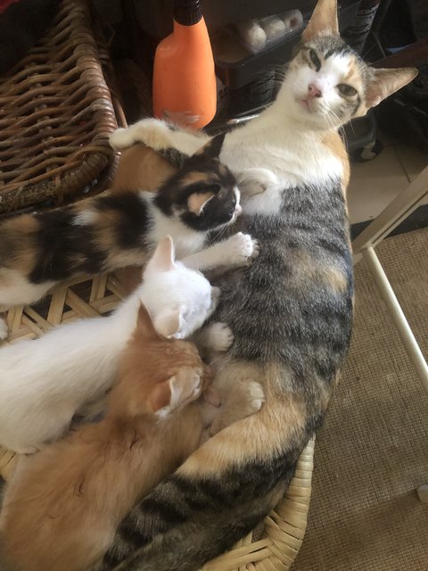 No Name  - Domestic Medium Hair Cat