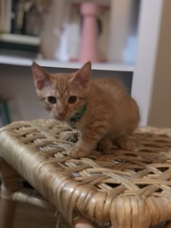 No Name  - Domestic Medium Hair Cat