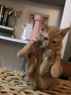 No Name  - Domestic Medium Hair Cat