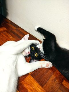 Shiro &amp; Sammi - Domestic Short Hair Cat