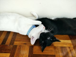 Shiro &amp; Sammi - Domestic Short Hair Cat