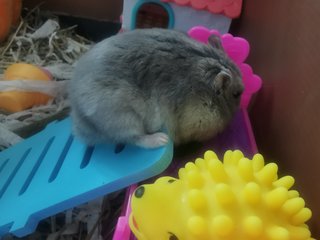 Bunty - Short Dwarf Hamster Hamster