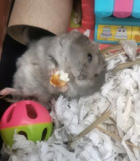 Bunty - Short Dwarf Hamster Hamster