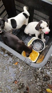 Panda Lok - Mixed Breed Dog