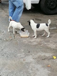 Panda Lok - Mixed Breed Dog