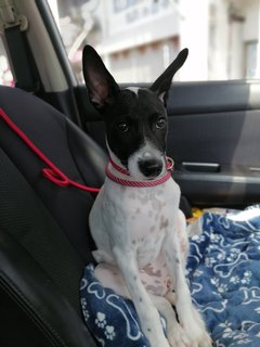 Panda Lok - Mixed Breed Dog