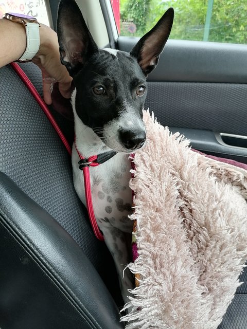 Panda Lok - Mixed Breed Dog