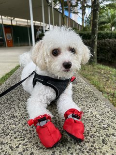 Bailey Yube - Poodle Dog