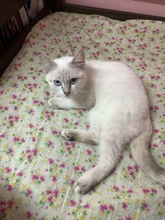 Inaya - Domestic Medium Hair Cat