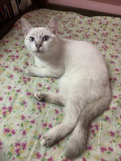 Inaya - Domestic Medium Hair Cat