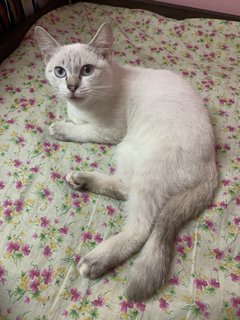 Inaya - Domestic Medium Hair Cat