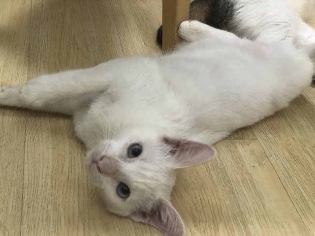 Snowy - Domestic Medium Hair Cat