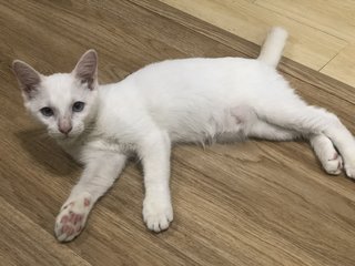 Snowy - Domestic Medium Hair Cat