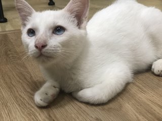 Snowy - Domestic Medium Hair Cat