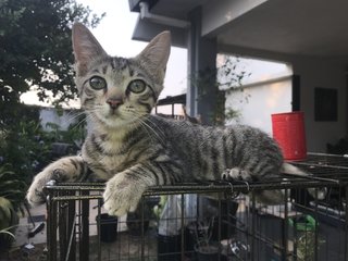 Anise, Cengkih &amp; Mama Spice - Domestic Short Hair Cat