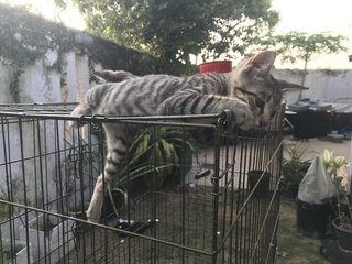 Anise, Cengkih &amp; Mama Spice - Domestic Short Hair Cat