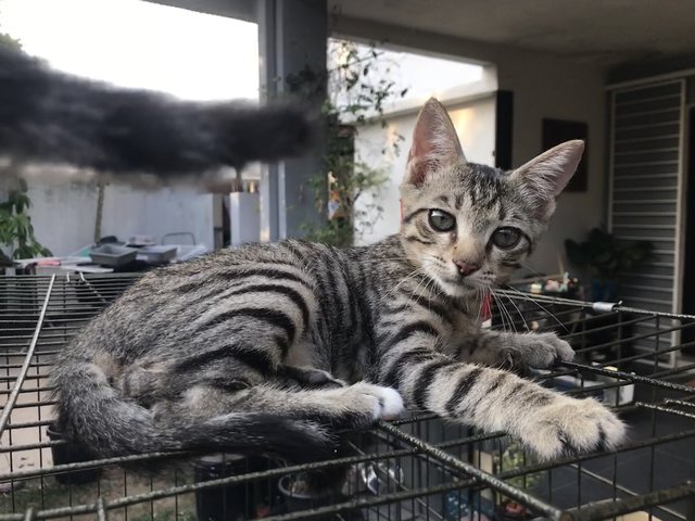 Anise, Cengkih &amp; Mama Spice - Domestic Short Hair Cat