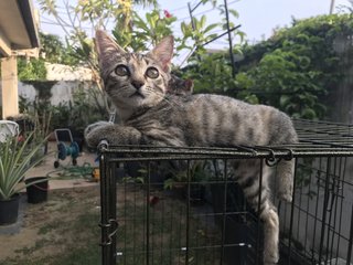 Anise, Cengkih &amp; Mama Spice - Domestic Short Hair Cat