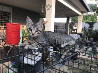 Anise, Cengkih &amp; Mama Spice - Domestic Short Hair Cat