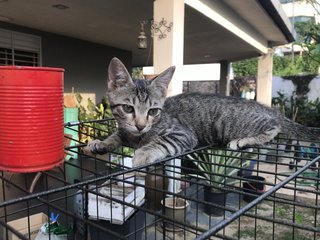 Anise, Cengkih &amp; Mama Spice - Domestic Short Hair Cat