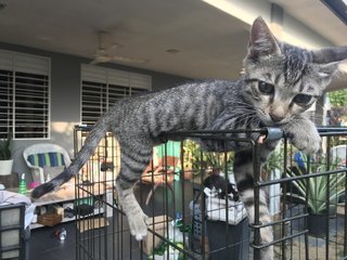 Anise, Cengkih &amp; Mama Spice - Domestic Short Hair Cat