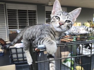 Anise, Cengkih &amp; Mama Spice - Domestic Short Hair Cat