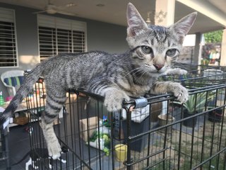 Anise, Cengkih &amp; Mama Spice - Domestic Short Hair Cat