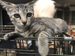 Anise, Cengkih &amp; Mama Spice - Domestic Short Hair Cat