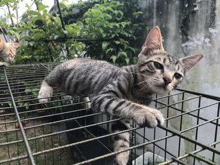 Anise, Cengkih &amp; Mama Spice - Domestic Short Hair Cat