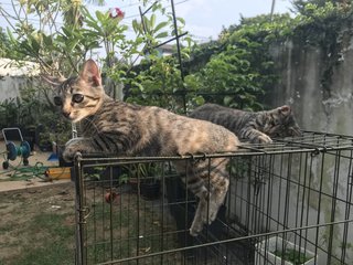 Anise, Cengkih &amp; Mama Spice - Domestic Short Hair Cat